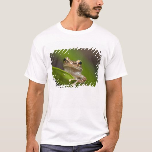 Vaak coqui, Eleutherodactylus coqui T-shirt (Voorkant)