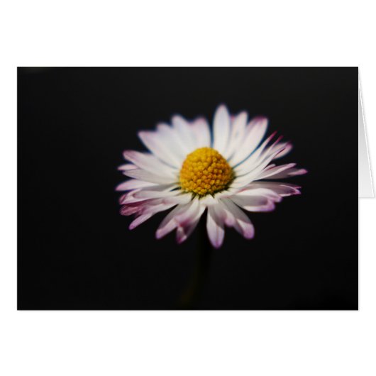 Vaak Daisy gcn arc1 (Voorkant Horizontaal)