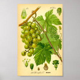 Vaak Druivenwijn (Vitis vinifera) Poster