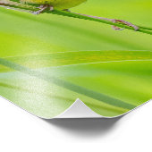 Vaak gele keel foto afdruk (Hoek)