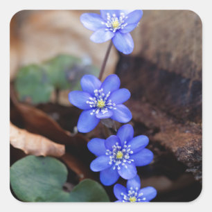 Vaak Hepatica (Hepatica nobilis) Vierkante Sticker