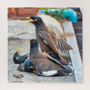 Vaak myna legpuzzel