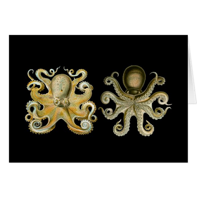 Vaak Octopus (Voorkant Horizontaal)