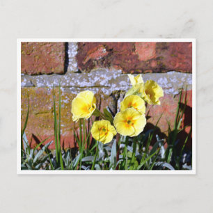 Vaak Primrose Briefkaart
