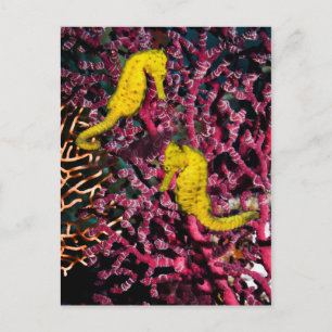 Vaak voorkomende Zee Paarden Hippocampus Taeniop Briefkaart
