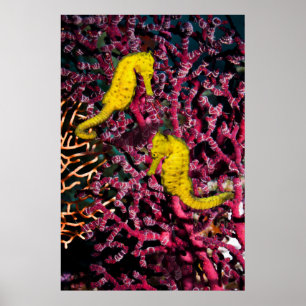 Vaak voorkomende Zee Paarden Hippocampus Taeniop Poster