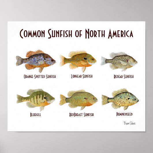 Vaak zonnige vis uit Noord-Amerika. Poster (Voorkant)
