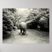 Vaarwel Elephant, tijger en Zebra Poster (Voorkant)