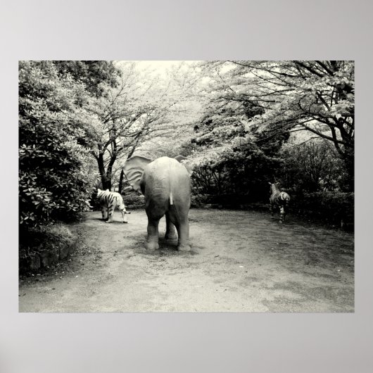 Vaarwel Elephant, tijger en Zebra Poster (Voorkant)
