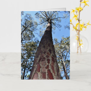 Vacances Métallisée Carte de vœux vierge La Gerche Ponderosa Pine