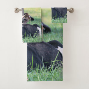 Vache