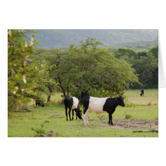 vache à bandes texas2