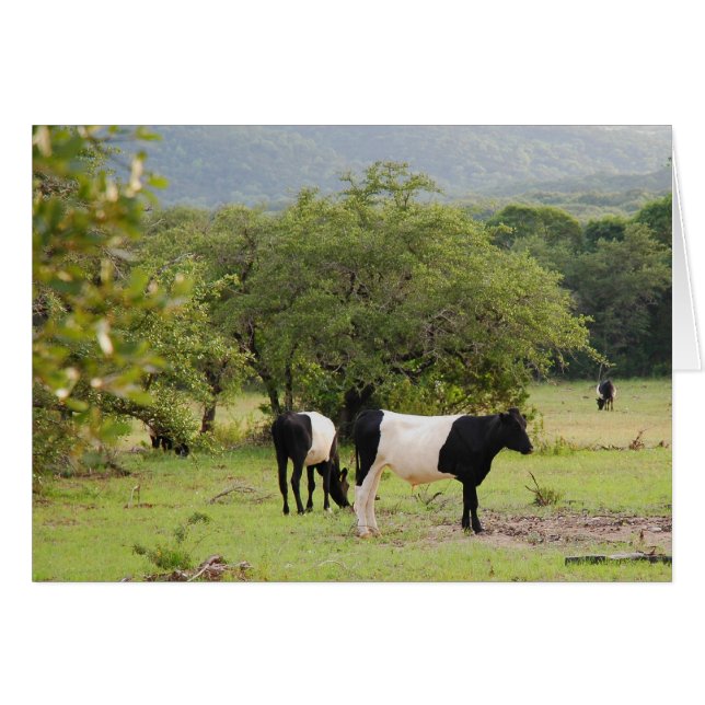 vache à bandes texas2 (Devant horizontal)
