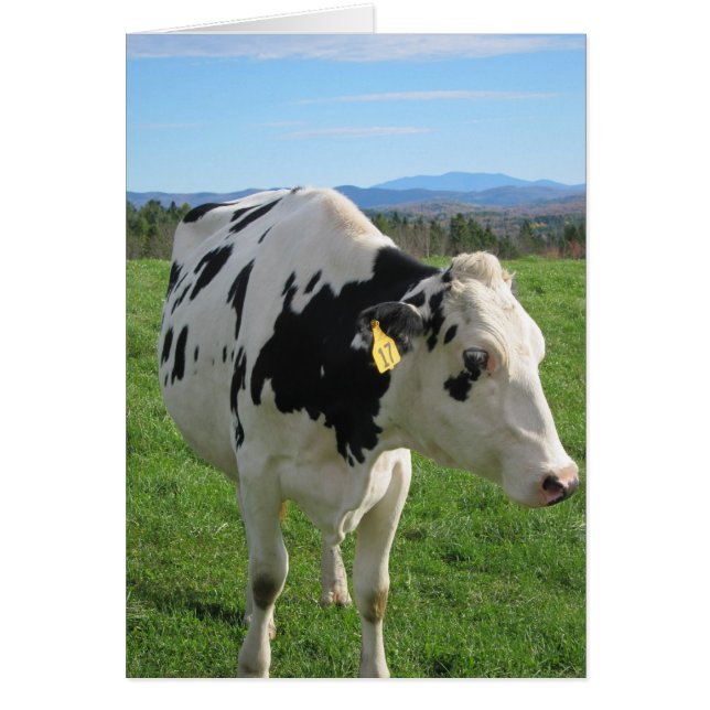 Vache à trois pattes 5x7 (Devant)