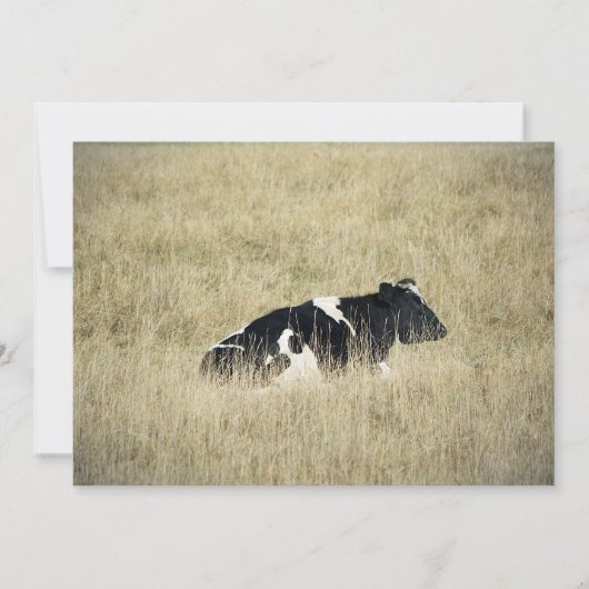 Vache au repos - Invitation (Devant)