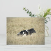 Vache au repos - Invitation (Debout devant)