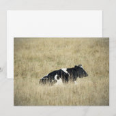 Vache au repos - Invitation (Devant / Derrière)