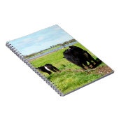 Vache, Carnet De La Fille Et Du Bébé Galloway (Côté Droit)