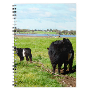 Vache, Carnet De La Fille Et Du Bébé Galloway