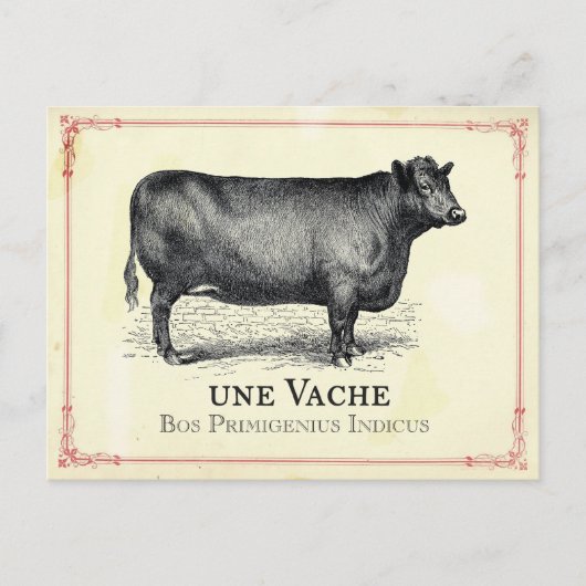 Vache Cow Briefkaart (Voorkant)