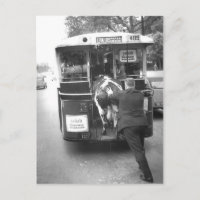 Vache dans le tramway