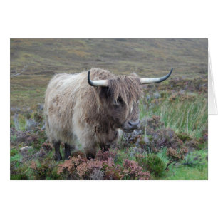Vache de Highland