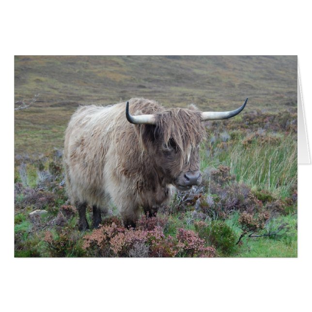 Vache de Highland (Devant horizontal)