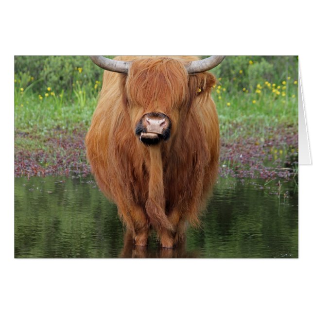 Vache de Highland (Devant horizontal)