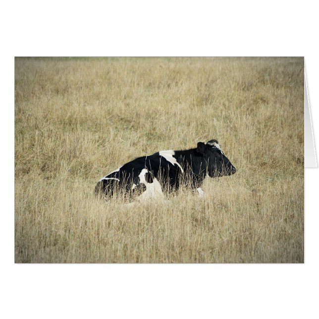 Vache de repos - Carte (Devant horizontal)