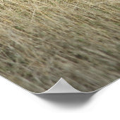 Vache de repos - Poster (Coin)