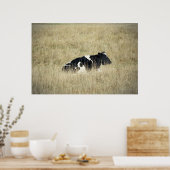 Vache de repos - Poster (Cuisine)
