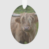 Vache des montagnes blonde hirsute (dos)