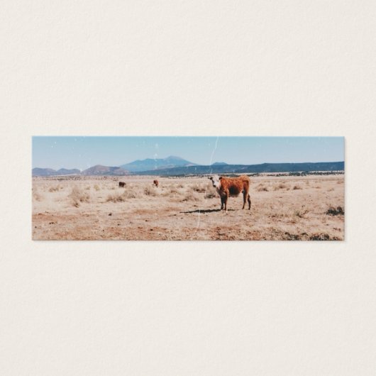 Vache du désert (Devant)