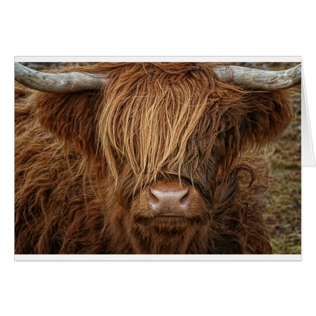 Vache écossaise des Highlands - Écosse (Devant horizontal)