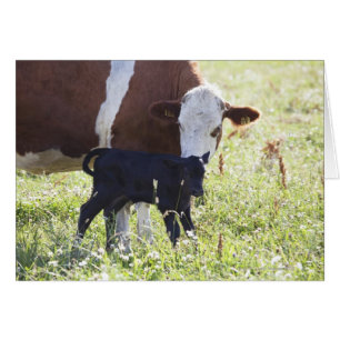 Vache et veau