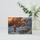 Vache et veau - carte postale (Debout devant)