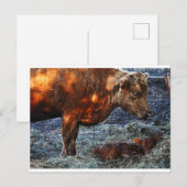 Vache et veau - carte postale (Devant / Derrière)