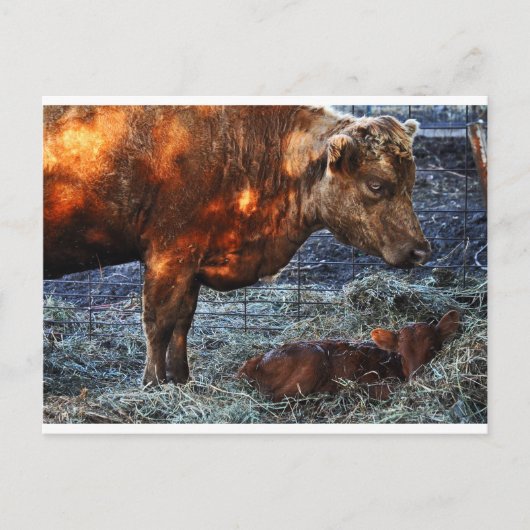 Vache et veau - carte postale (Devant)