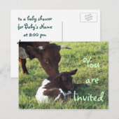 Vache et veau Carte postale/personnaliser d'invita (Devant / Derrière)