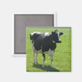 Vache frisonne dans la prairie verte Aimant frigo (Recto/Verso)