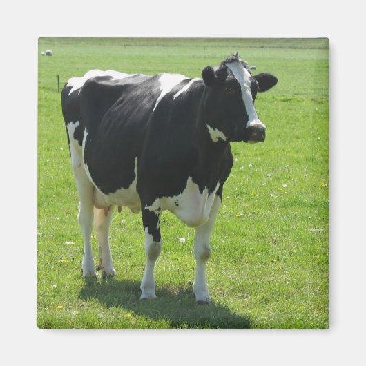 Vache frisonne dans la prairie verte Aimant frigo (Devant)