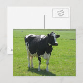 Vache frisonne en vert pré carte postale (Devant / Derrière)