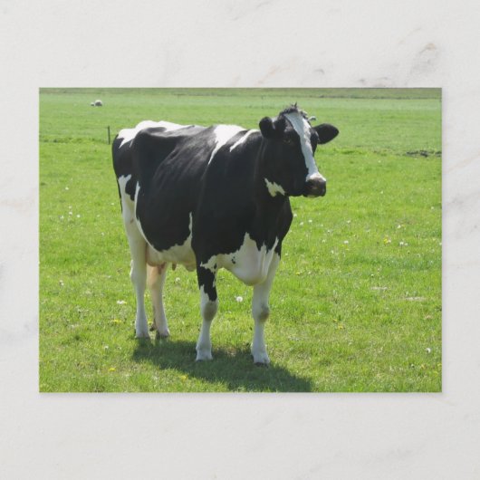Vache frisonne en vert pré carte postale (Devant)