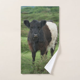 Vache galloway à ceinture
