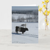 Vache galloway ceinturée dans une carte paysage ne (Fleur jaune)