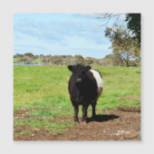 Vache Galloway Femme Dans Le Pays, Carte Magnétiqu (Devant)