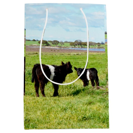 Vache Galloway, Sac Cadeau (Devant)