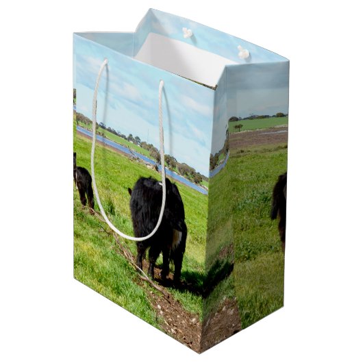 Vache Galloway, Sac Cadeau (Dos Angle)