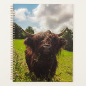 Vache noire pâturage vert champ soleil (Devant)