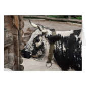 Vache pustérile (Devant horizontal)